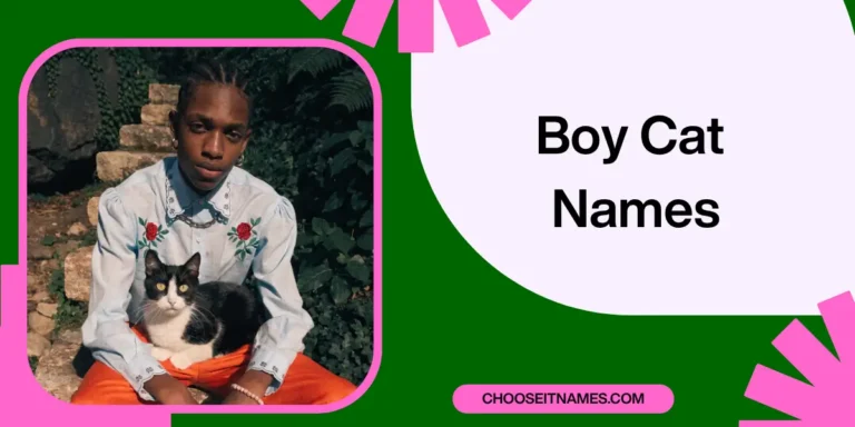 Boy Cat Names: Simple, Cute, and Creative Ideas