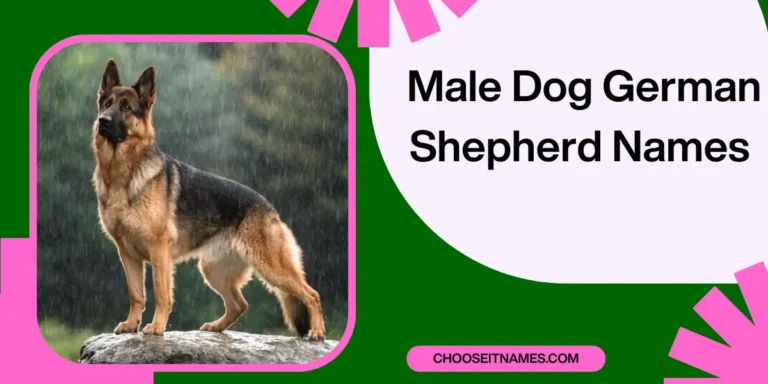 Male Dog German Shepherd Names for Strong & Loyal Pets