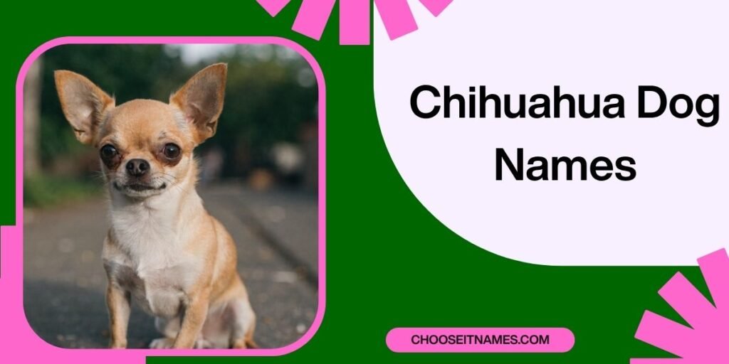 Chihuahua Dog Names
