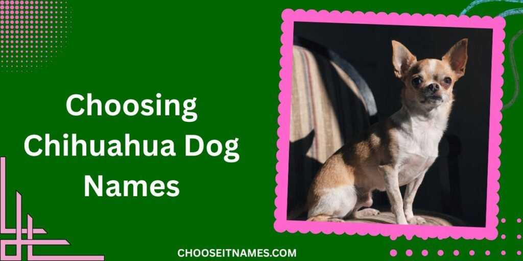 Choosing Chihuahua Dog Names