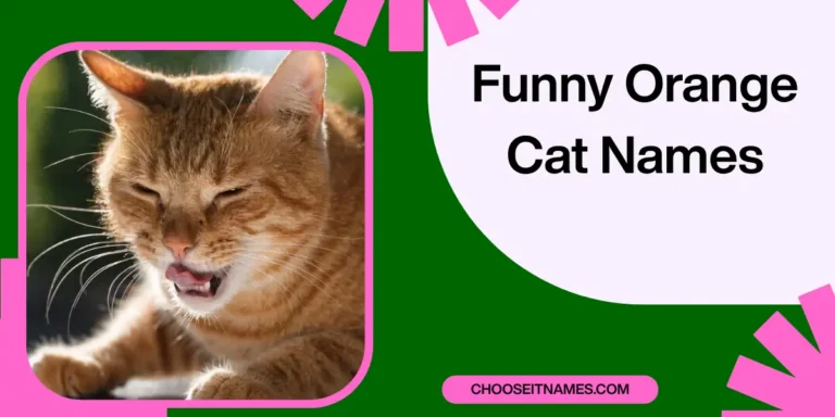 30 Funny Orange Cat Names That Make You Smile & Laugh